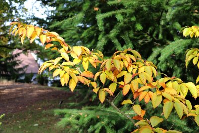 Stewartia sinensis - stevartie čínská - větévka podzim